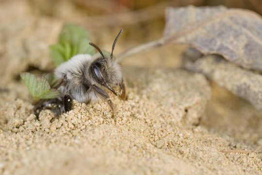 Wild bee (Andrena vaga)