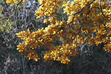 Autumnal oak, Pedunculate Oak (Quercus robur)