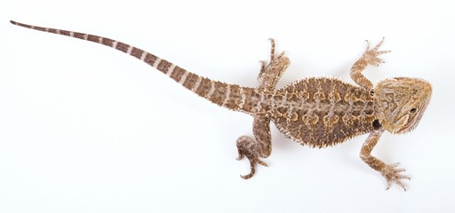 Naklejka premium Bearded Dragon (Pogona vitticeps)