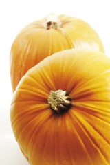 Pumpkins (Cucurbita)