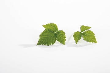 Raspberry (Rubus idaeus) leaves