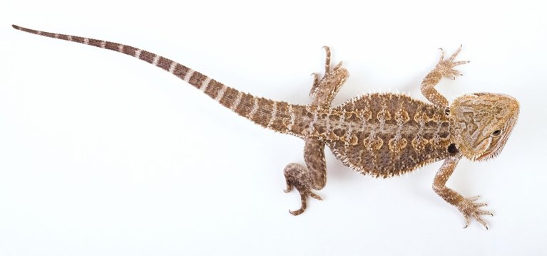 Bearded Dragon (Pogona Vitticeps)