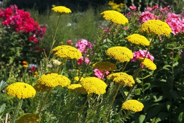 Flowering Fernleaf Yarrow (Achillea filipendulina) and Phlox (Phlox paniculata) in the back © imageBROKER