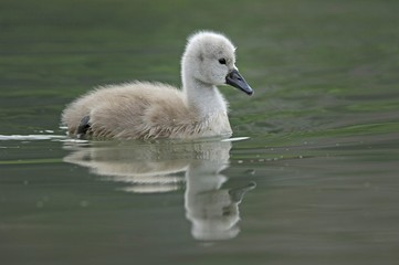 Mute Swan chick ( Cygnus olor), Zugersee, Switzerland, Europe
