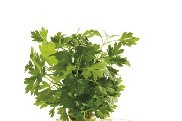 Chervil (Anthriscus)