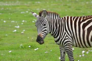 Fototapeta na wymiar The African animals. Tanzania