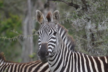 The African animals. Tanzania