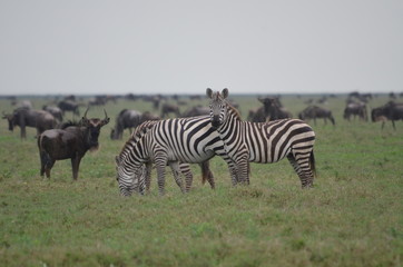The African animals. Tanzania