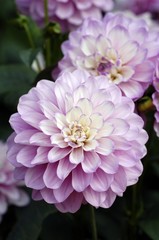 Dahlia (Dahlia) with pink flowers, Neusless, Upper Franconia, Bavaria, Germany, Europe