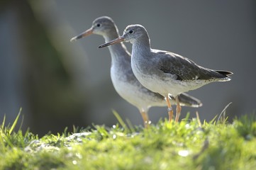 Greater Yellowleg (Tringa melanoleuca)