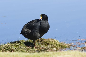 Nesting Giant Coot (Fulica gigantea), Lauca National Park, Arica and Parinacote Region, Chile, South America