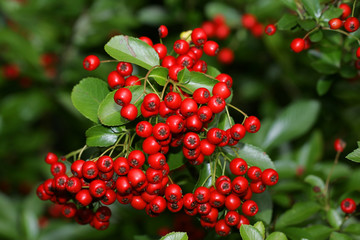 Burning bush - firethorn - pyracanth (Pyracantha coccinea)