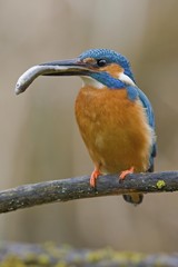 Common Kingfisher or European Kingfisher (Alcedo atthis) with its catch