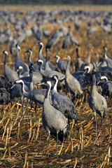 Common cranes (Grus grus) - Vorpommersche Boddenlandschaft, Mecklenburg-Western Pomerania, Germany, Europe,, Europe