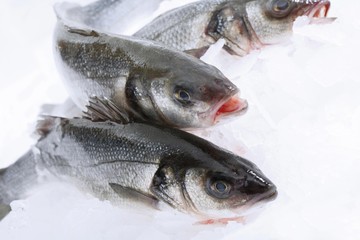 Three sea basses, raw on crushed ice