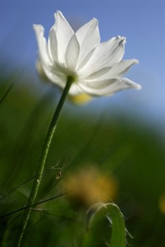Alpine Pasqueflower (Anemone alpina), white blossom, Lechtaler Alps, Elmen, Lechtal Valley, Tirol, Austria, Europe