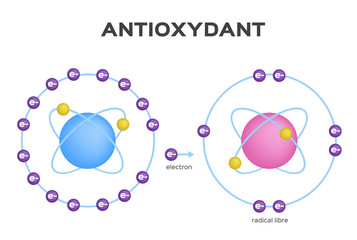 free radical and Antioxidant vector . Antioxidant donates electron to Free radical . infographic