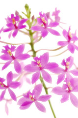 Obraz premium Orchid Epidendrum Purple