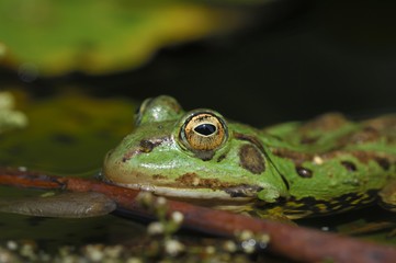 Edible frog (Rana esculenta)