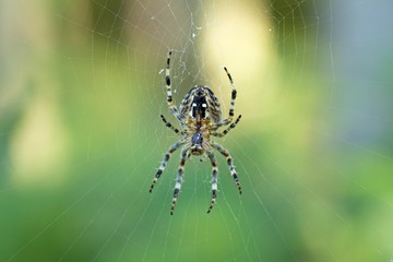 Araneus orb-weaving spider (Araneus) in its web