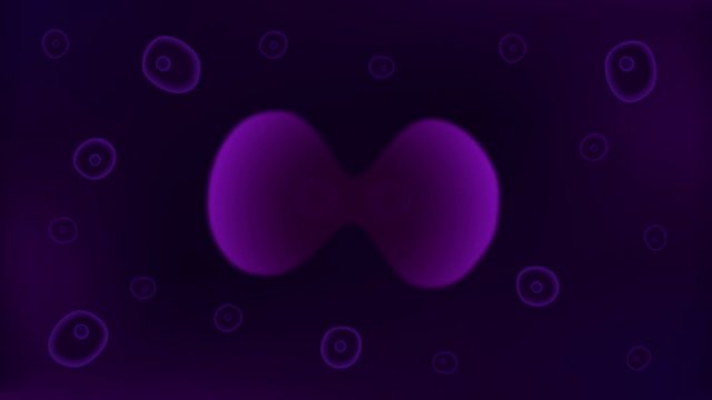 mitosis, the process of cell division and multiplication vector 