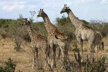 Three giraffes (Giraffa camelopardalis), Botswana, Africa