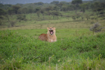 The African animals. Tanzania