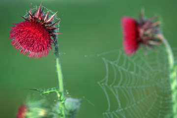 Flowering musk thistle (Carduus nutans)