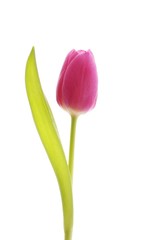 Tulip (Tulipa)
