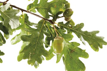 Obraz premium Oak leaves and acorns on a twig (Quercus)