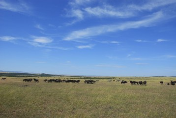 Fototapeta na wymiar Blue Wildebeests (Connochaetes taurinus), herd migration, Masai Mara National Reserve, Kenya, Africa