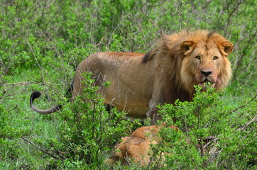 The African animals. Tanzania