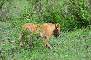The African animals. Tanzania