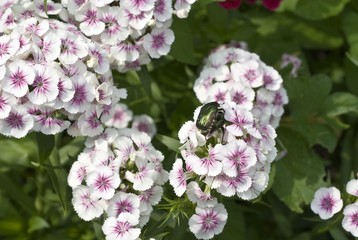 Sweet william (Dianthus barbatus) with green rose chafer (Cetonia Aurata)