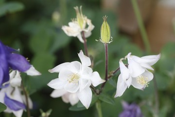 Columbine, Aquilegia vulgaris, garden plant, Germany, Europe