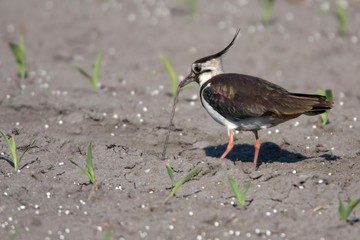 Northern Lapwing, Peewit or Green Plover (Vanellus vanellus) eating an earthworm