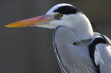 European grey heron (Ardea cinerea) portrait