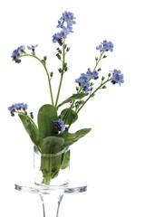 Forget-me-nots (Myosotis)
