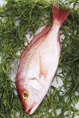 A raw gilthead rose on algae