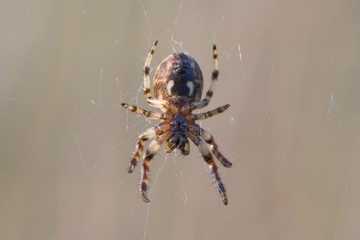 European garden spider (Araneus diadematus)