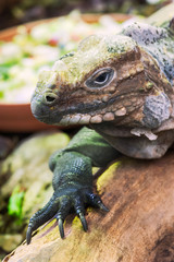 Varanus on a tree trunk looking at camera vertical view