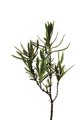Obraz premium Lavender (Lavandula angustifolia) sprig