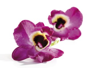 Fototapeta na wymiar Orchid blossoms (Orchidaceae)