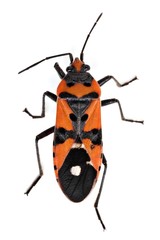 Seed Bug (Lygaeus equestris)