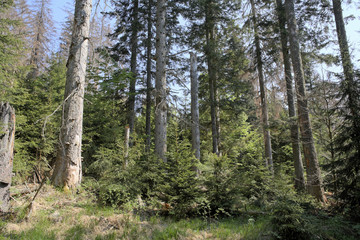 Fototapeta premium Mixed forest with dead and young spruces, regeneration, Bayerischer Wald National park, Lower Bavaria, Germany, Europe