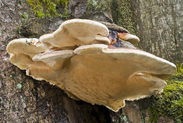 Red Banded Polypore mushroom, tree fungi (Fomitopsis pinicola)