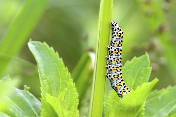 Mullein caterpillar (cucillia vrbasci)