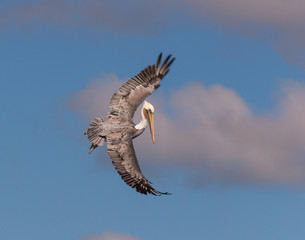 brown pelican in flight