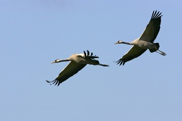 Couple of flying common cranes (Grus grus) - national park Vorpommersche Boddenlandschaft,...