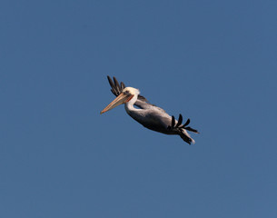 brown pelican in flight